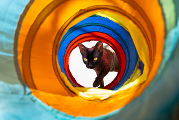 Curious view of short haired sphinx cat entering inside bright and vibrant colored cat play tunnel