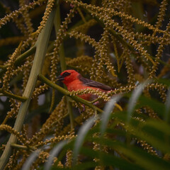 Reunion Island Bird Red Foodie Foudia madagascariensis on branches with palm flowers