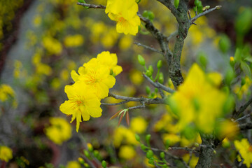 bright yellow ochna integerrima flower,yellow hoa mai or ochna integerrima get bloom in the morning,Single Ochna integerrima blossom