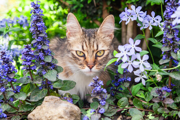 tabby cat sits in a thicket of purple flowers