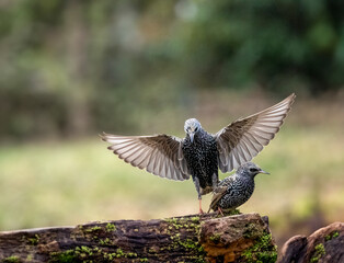 Star (Sturnus vulgaris)