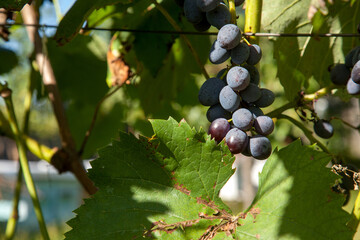 Bunch of pink grapes with big berries in the garden