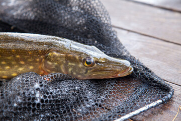 Freshwater pike and fishing equipment lies on vintage wooden background. Composition on wooden...