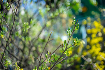 bright yellow ochna integerrima flower,yellow hoa mai or ochna integerrima get bloom in the morning,Single Ochna integerrima blossom