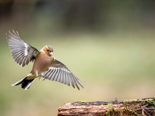 Buchfink (Fringilla coelebs)