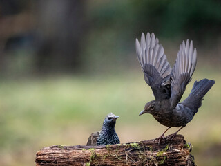 Amsel und Star