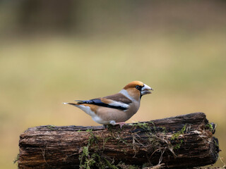 Kernbeißer (Coccothraustes coccothraustes)
