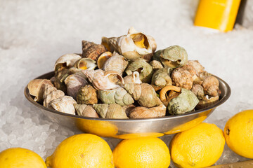Fresh snails on a silver dish on ice with lemon - a seafood delicacy and a cold appetizer