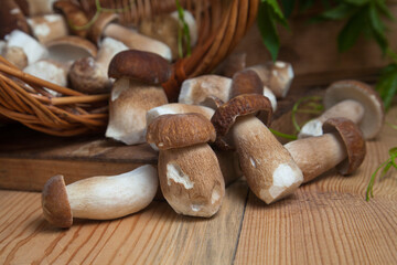 Selective focus on beautyfull porcini mushroom among the pile of wild porcini mushrooms on wooden background at autumn season..
