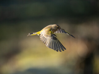 Grünfink (Chloris chloris)