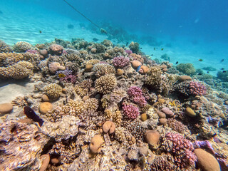 Underwater life of reef with corals and tropical fish. Coral Reef at the Red Sea, Egypt.