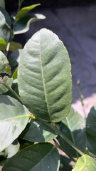 close up of leaves