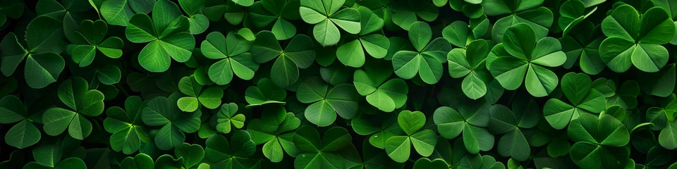Plexiglas foto achterwand Lush Green Clover Leaves Blanketing the Forest Floor in Early Spring. Banner for St. Patrick's Day. © keystoker