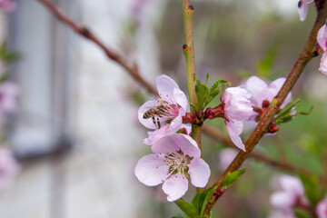 Honeybee on pink flower of peach tree collecting pollen and nectar to make sweet honey with medicinal benefits.. © kostik2photo
