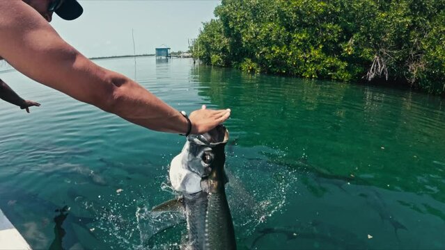 Slow motion Tarpon fish, jumps out of water to snatch food from male tourist in Caye Caulker Belize
