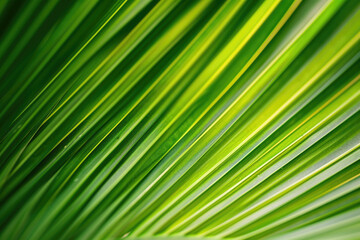 A tropical palm leaf, revealing its natural textures and rich green colors in detail