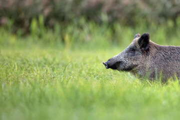 Wild boar in a clearing, a portrait