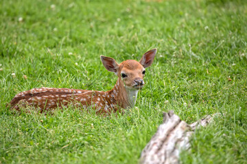 Young fallow deer in a clearing