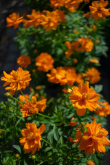 A cheerful display of sunny Sulfur cosmos, artfully arranged on a matching yellow background for a bright, monochromatic look.