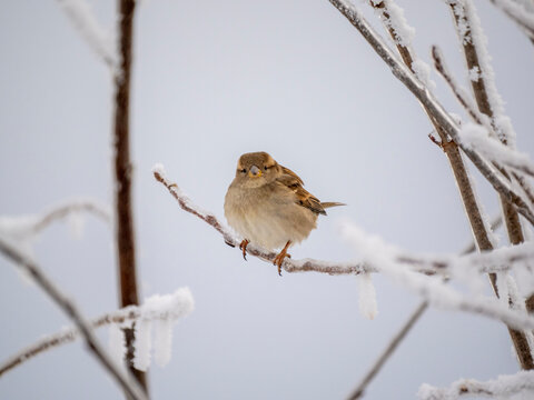 Haussperling (Passer domesticus) 