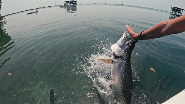 Slow motion Tarpon fish, jumps out of water to snatch food from male tourist but misses, in Caye Caulker Belize