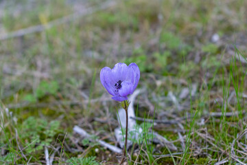 Single purple anemone coronaria