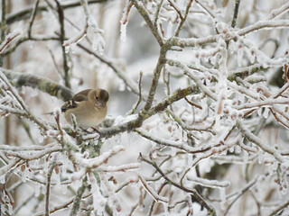 Buchfink (Fringilla coelebs)   