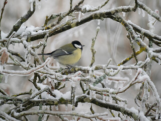 Kohlmeise (Parus major)  
