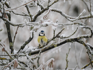 Blaumeise (Cyanistes caeruleu)   