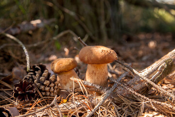 Two porcini mushrooms in pine tree forest at autumn season..