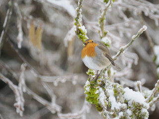 Rotkehlchen (Erithacus rubecula)  
