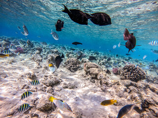 Naklejka na ściany i meble Shoal of differend kinds of the fish - sailfin tang, Longnose Parrotfish, Picasso trigger, Birdmouth wrasse and other tropical fish swimming at the coral reef in the Red Sea, Egypt..