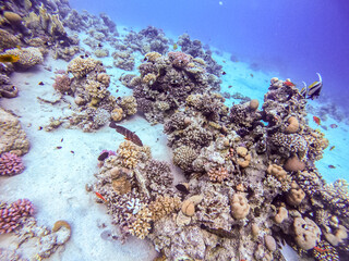 Naklejka na ściany i meble Underwater life of reef with corals, shoal of Lyretail anthias (Pseudanthias squamipinnis) and other kinds of tropical fish. Coral Reef at the Red Sea, Egypt.