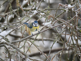 Blaumeise (Cyanistes caeruleu)   