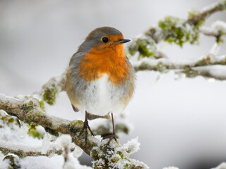Rotkehlchen (Erithacus rubecula)  