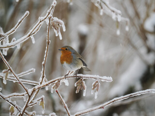 Rotkehlchen (Erithacus rubecula)  