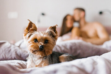 Pet, a Yorkshire terrier dog against the background of its people, owners in the bedroom