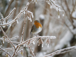 Rotkehlchen (Erithacus rubecula)  