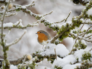 Rotkehlchen (Erithacus rubecula)  