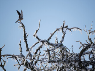 Turmfalke (Falco tinnunculus)  