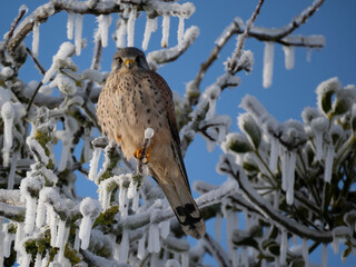 Turmfalke (Falco tinnunculus)  