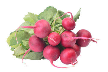 Bunch of radishes isolated