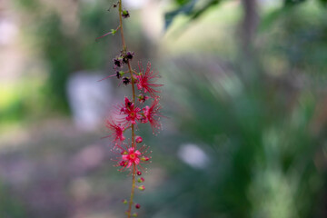 The Barringtonia acutangula has a beautiful trunk and base, Barringtonia acutangula flowers are usually red and Barringtonia acutangula leaves are lance-shaped. 