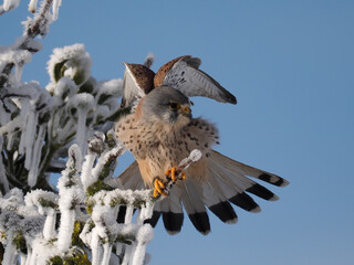 Turmfalke (Falco tinnunculus)  