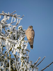 Turmfalke (Falco tinnunculus)  