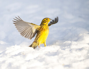 Goldammer (Emberiza citrinella)