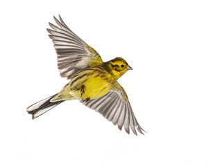 Goldammer (Emberiza citrinella)