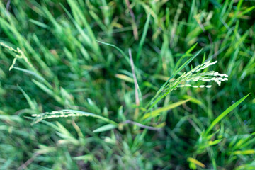 Obraz premium The beauty of the morning in the rice fields on a sunny morning. Scenic view of agricultural field against sky. rice field views in a beautiful afternoon