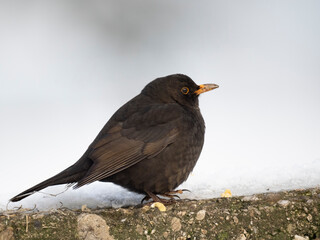 Amsel (Turdus merula)