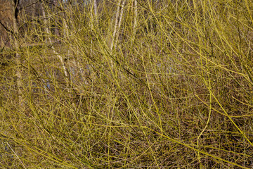 Grün-gelbe Zweige im Frühling, Deutschland